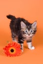 Kuril Bobtail kitten Royalty Free Stock Photo