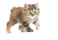 Kuril bobtail kitten stealing or sneaking Royalty Free Stock Photo