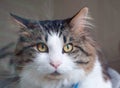 Kuril Bobtail looks displeased. Portrait of a beautiful fluffy cat close-up at home