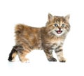 Kuril bobtail tortoiseshell coat coloring kitten isolated Royalty Free Stock Photo