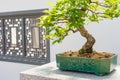 Kurile cherry tree bonsai