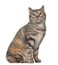 Kurilian Bobtail cat, 1 year old