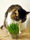 Kurilian bobtail cat eats green grass. Kurilian bobtail at home.