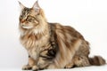 Kurilian Bobtail Cat On White Background. Generative AI