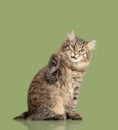 Kurilian Bobtail kitten Royalty Free Stock Photo