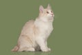 Kurilian Bobtail kitten Royalty Free Stock Photo
