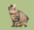 Kurilian Bobtail kitten Royalty Free Stock Photo