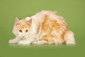Kurilian Bobtail kitten Royalty Free Stock Photo