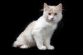 Kurilian Bobtail kitten Royalty Free Stock Photo