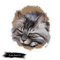 Kurilian bobtail kitten isolated on white background. Digital art illustration of hand drawn little pet for web. Head of domestic