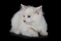 Kurilian Bobtail kitten Royalty Free Stock Photo