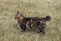 Kurilian Bobtail, Shikotan Island, South Kuriles