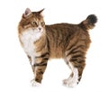 Kurilian Bobtail in studio Royalty Free Stock Photo