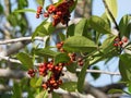 Kurogane holly (Ilex rotunda) with red berries Royalty Free Stock Photo