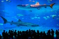 Kuroshio Sea main tank in Okinawa Churaumi Aquarium Royalty Free Stock Photo