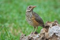 Close-up of Kurrichane Thrush on rock in Etosha, green background