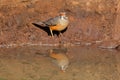 A kurrichane thrush at a waterhole, South Africa