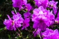 Kurume Azalea Blue Danube. Rhododendron Malvaticum x Rhododendron kaempferi in garden