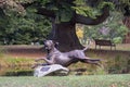 Kury. Giant dog sculpture by Richard Wells in the Queenstown Gardens.