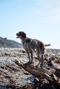 Charming sports hunting German breed smooth haired cop. Kurzhaar brown with spots standing on large log on background of blue sea