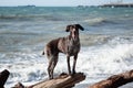 Charming sports hunting German breed smooth haired cop. Kurzhaar brown with spots standing on large log on background of blue sea