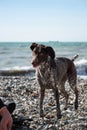 Kurzhaar Brown stands against sea on pebble beach with crazy funny eyes and open mouth. Dog is a short haired hunting dog breed Royalty Free Stock Photo