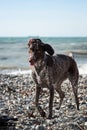 Kurzhaar Brown stands against sea on pebble beach with crazy funny eyes and open mouth. Dog is a short haired hunting dog breed Royalty Free Stock Photo