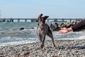 Kurzhaar Brown stands against sea on pebble beach with crazy funny eyes and open mouth. Dog is a short haired hunting dog breed Royalty Free Stock Photo