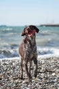 Kurzhaar Brown stands against sea on pebble beach with crazy funny eyes and open mouth. Dog is a short haired hunting dog breed Royalty Free Stock Photo