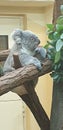 Kuschel Koala Royalty Free Stock Photo