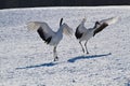 Kushiro japanese crane center Royalty Free Stock Photo