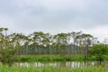 Kushiro Shitsugen national park in Hokkaido in summer day Royalty Free Stock Photo