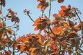 Mahua Tree Madhuca longifolia Fresh Leaves Closeup