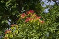 Kusum Tree Schleichera oleosa with Redding Coloured Fresh Leaves