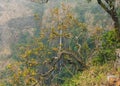 Kusum Tree with yellow leaves.