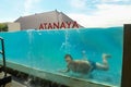 Kuta, Bali, Indonesia, March 14, 2021. Underwater photo of caucasian man diving in the swimming pool with transparent