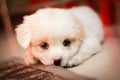 Kute puppy Royalty Free Stock Photo