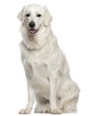 Kuvasz, 18 months old, sitting