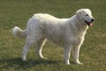 Kuvasz Dog Adult Royalty Free Stock Photo