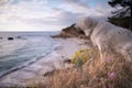 Kuvasz Dog barking at the Sea Royalty Free Stock Photo