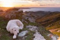 Kuvasz Dog in the mountains