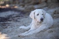 Kuvasz Dog sitting in the shade on a beach of Corsica