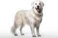 Kuvasz Dog Stands On A White Background