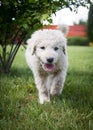 Kuvasz puppy Royalty Free Stock Photo