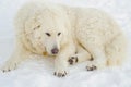 Kuvasz resting Royalty Free Stock Photo