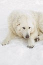 Kuvasz resting Royalty Free Stock Photo