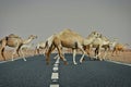 Kuwait: Camel crossing Royalty Free Stock Photo