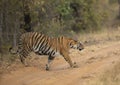 Kuwhani female of Kolsa Zone crossing the road  at Tadoba Andhari Tiger Reserve,Chandrapur,Maharashtra,India Royalty Free Stock Photo