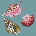 Vector illustration cross stitch shell