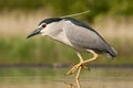 Kwak, Black-crowned Night Heron, Nycticorax nycticorax Royalty Free Stock Photo